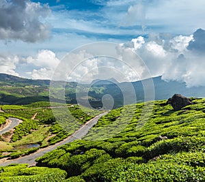 Green tea plantations in Munnar, Kerala, India