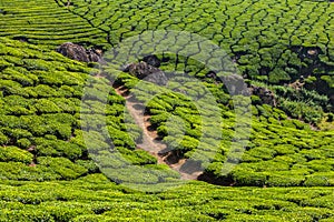 Green tea plantations in Munnar, Kerala, India