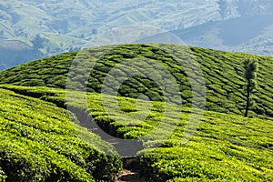 Green tea plantations in Munnar, Kerala, India