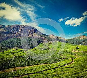 Green tea plantations in Munnar, Kerala, India