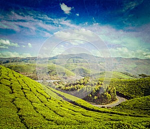 Green tea plantations in Munnar, Kerala, India