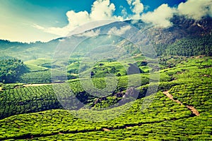 Green tea plantations in Munnar, Kerala, India