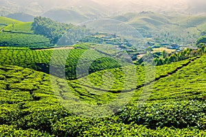 Green tea plantations in Munnar, Kerala, India