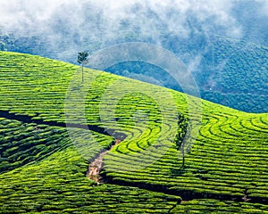 Green tea plantations in Munnar, Kerala, India