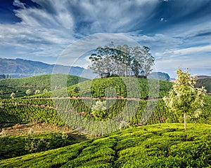 Green tea plantations in Munnar, Kerala, India