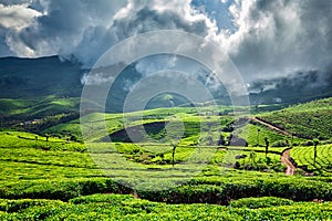 Green tea plantations in Munnar, Kerala, India