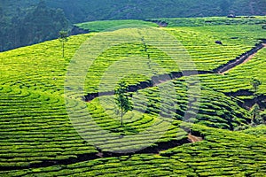 Green tea plantations in Munnar, Kerala, India