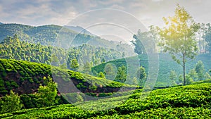 Green tea plantations in Munnar, Kerala, India