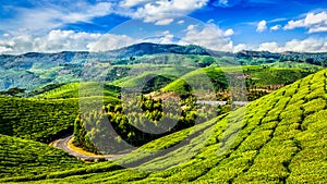 Green tea plantations in Munnar, Kerala, India photo