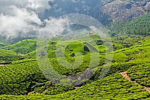 Green tea plantations in Munnar, Kerala, India