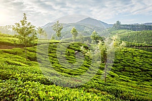 Green tea plantations in Munnar on sunrise, Kerala, India