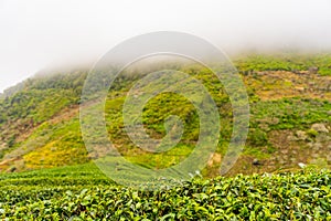 Green tea platation farm landscape hill cultivation