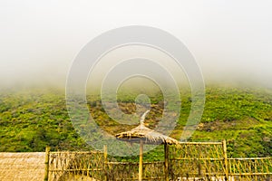 Green tea platation farm landscape hill cultivation