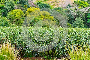 Green tea platation farm landscape hill cultivation