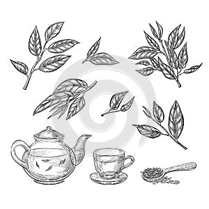 Green tea sketch vector illustration. Leaves, teapot and cup hand drawn isolated design elements