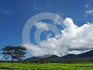 Green Tea sky landscape view ayi photo