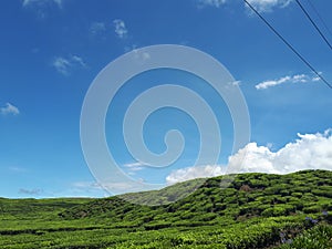 Green Tea sky landscape view ayi beautiful photo