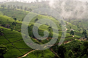 Green tea terrasses in the highland from Sri Lanka