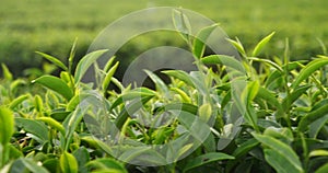 Green tea tree Flower fresh leaves in eco herbal farm. Tree tea plantations in morning sun light. Freshness herbal natural garden