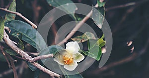 Green tea tree Flower fresh leaves in eco herbal farm. Tree tea plantations in morning sun light. Freshness herbal natural garden