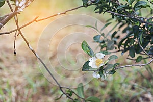 Green tea tree Flower fresh leaves in eco herbal farm. Tree tea plantations in morning sun light. Freshness herbal natural garden