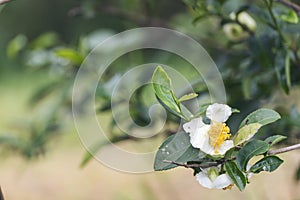 Green tea tree Flower fresh leaves in eco herbal farm. Tree tea plantations in morning sun light. Freshness herbal natural garden