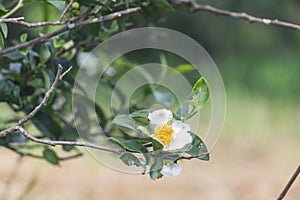 Green tea tree Flower fresh leaves in eco herbal farm. Tree tea plantations in morning sun light. Freshness herbal natural garden