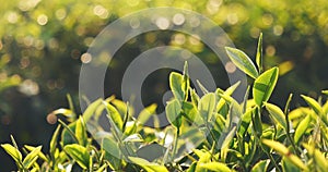 Green tea tree fresh leaves in eco herbal farm. Tree tea plantations in morning sun light. Freshness herbal natural garden