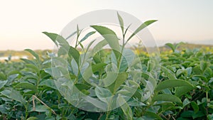 Green tea tree leaves camellia sinensis in organic farm sunlight