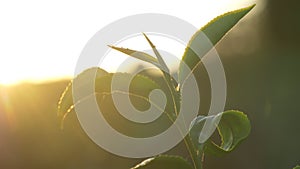 Green tea tree leaves camellia sinensis in organic farm sunlight