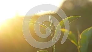 Green tea tree leaves camellia sinensis in organic farm sunlight