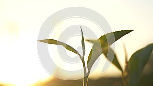 Green tea tree leaves camellia sinensis in organic farm sunlight