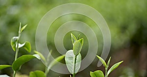 Green tea tree leaves field Fresh young tender bud herbal in farm