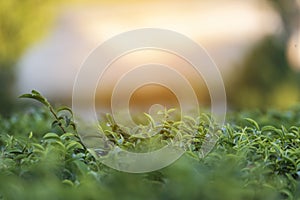 Green tea tree leaves field Fresh young tender bud herbal in farm on summer morning. Sunlight Green tea tree plant camellia