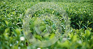 Green tea tree leaves field plant in camellia sinensis organic farm.