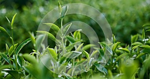 Green tea tree leaves field plant in camellia sinensis organic farm.