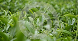 Green tea tree leaves field plant in camellia sinensis organic farm.