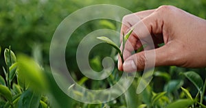 Green tea tree leaves field plant in camellia sinensis organic farm