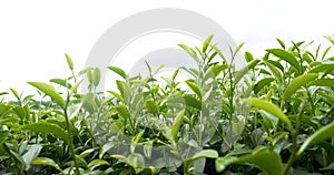 Green tea tree leaves field plant in camellia sinensis organic farm