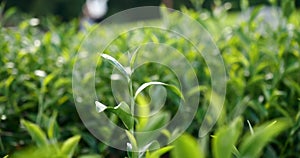 Green tea tree leaves field plant in camellia sinensis organic farm