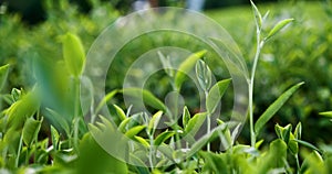 Green tea tree leaves field plant in camellia sinensis organic farm