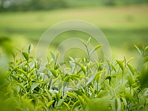 Green tea tree leaves field plant in camellia sinensis organic farm. Close up Tree tea plantations mountain green nature