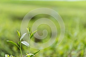 Green tea tree leaves field plant in camellia sinensis organic farm. Close up Tree tea plantations mountain green nature