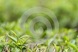 Green tea tree leaves field plant in camellia sinensis organic farm. Close up Tree tea plantations mountain green nature