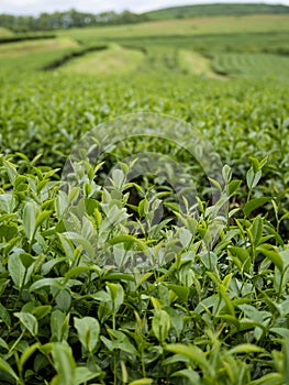 Green tea tree leaves field plant in camellia sinensis organic farm. Close up Tree tea plantations mountain green nature