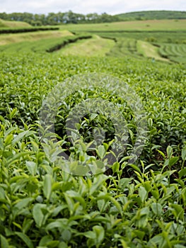Green tea tree leaves field plant in camellia sinensis organic farm. Close up Tree tea plantations mountain green nature