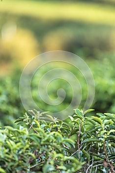 Green tea tree leaves field young tender bud herbal Green tea tree in camellia sinensis organic farm. Close up Fresh Tree tea