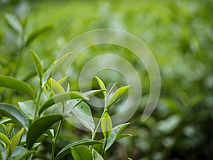 Green tea tree leaves field young tender bud herbal Green tea tree in camellia sinensis organic farm. Close up Fresh Tree tea