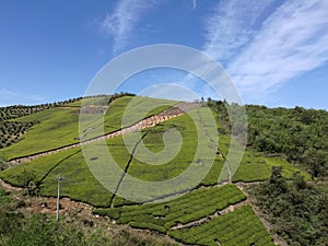 Green tea in Zhejiang Zhuji Chashan China.