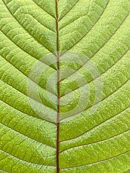 Green teak leaf texture, background